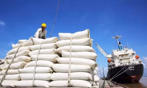 Gắn gạo Việt Nam vào chuỗi cung ứng toàn cầu để phát triển bền vững