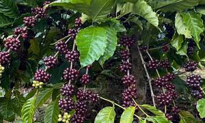 Xuất khẩu tăng vọt, giá cà phê trong nước có thể cán mốc 100.000 đồng/kg