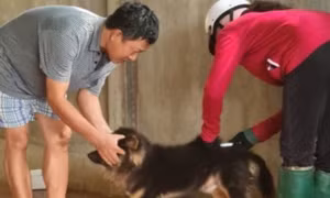 Để không còn ám ảnh bệnh dại và chó thả rông