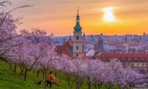  Hoa xuân nở rộ ở trái tim Praha