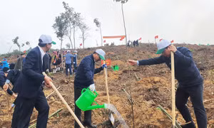Gieo màu xanh trên đất rừng