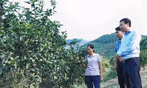 Phát triển kinh tế tập thể