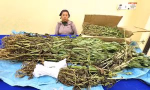 Bắt đối tượng trồng gần 800 cây thuốc phiện xen lẫn trong vườn cải