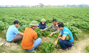 Dân vận khéo giúp nông dân sản xuất, kinh doanh giỏi