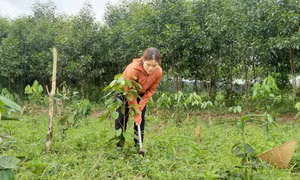 Chi hội trưởng phụ nữ người Sán Chay năng động