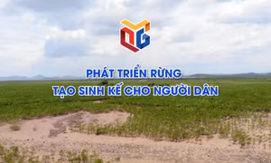 Phát triển rừng tạo sinh kế cho người dân