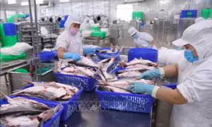 Xuất khẩu thủy sản khó khăn khiến giá nguyên liệu có xu hướng giảm