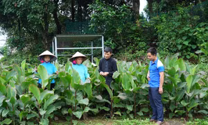 Bình Liêu: Phát triển các nông sản chủ lực