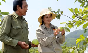 Cơ hội mới cho cây ổi ở Sơn Dương 