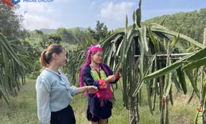 Tạo sinh kế cho phụ nữ dân tộc thiểu số