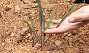 Bộ NN&PTNT đề nghị khẩn trương ứng phó nguy cơ hạn hán, xâm nhập mặn