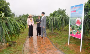 Việt Dân và câu chuyện làm du lịch nông nghiệp