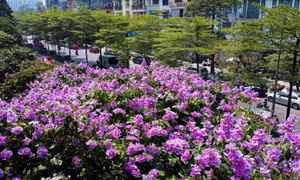 Hoa bằng lăng khoe sắc, nhuộm tím đường phố Hà Nội