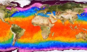 El Nino sắp xảy ra, ảnh hưởng nghiêm trọng đến hệ sinh thái biển