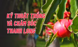 Kỹ thuật trồng và chăm sóc thanh long giai đoạn kiến thiết cơ bản