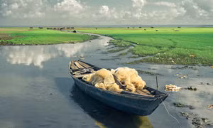 Trảng cỏ non đẹp như tranh ở hồ Trị An