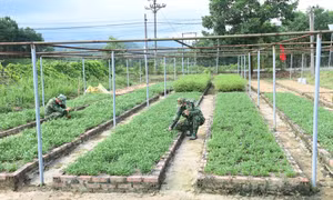Tăng gia từ vùng đất khó