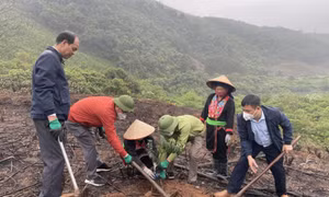 Mở hướng đi mới trong phát triển lâm nghiệp bền vững