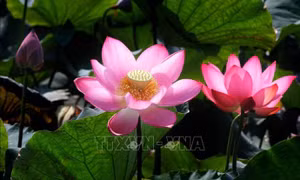 Tôn vinh 'Sen trong đời sống văn hóa Việt'
