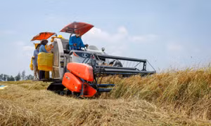Giá gạo xuất khẩu Việt Nam cao nhất 3,5 tháng