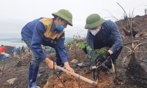 Phát động trồng rừng lim, giổi, lát tại huyện Tiên Yên và Bình Liêu