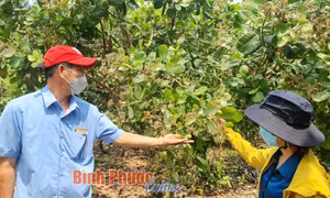 Niên vụ điều 2021-2022: Hy vọng mong manh