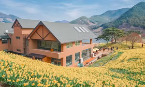 Nông trại thủy tiên vàng ở Hàn Quốc