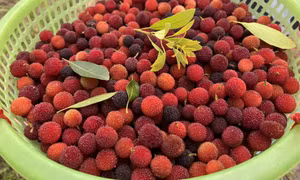 Chín mọng thanh mai Vân Đồn