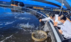 Thúc đẩy đổi mới sáng tạo, nâng cao năng suất, chất lượng hàng hóa, sản phẩm