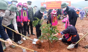 Đẩy mạnh trồng rừng gỗ lớn