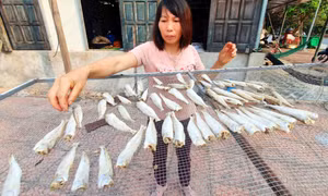 Cá đục Minh Châu
