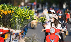 Tháng tư mùa hoa loa kèn tinh khôi xuống phố Hà Nội