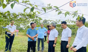 Bí thư Tỉnh uỷ kiểm tra tại xã Đầm Hà
