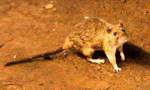 Nghi bùng phát hantavirus trên tàu du lịch Đại Tây Dương, 3 người tử vong