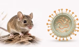 Nhiễm virus Hanta từ môi trường có nhiều chuột: cách phát hiện sớm để tránh biến chứng nguy hiểm