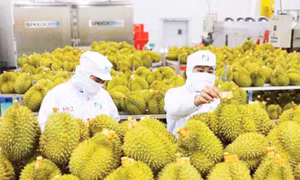 Gia tăng kiểm soát chuỗi cung ứng nông sản