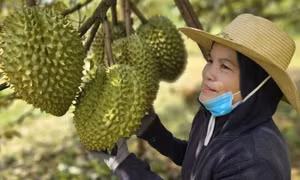 Xuất khẩu sầu riêng vào Mỹ, Hàn… tăng mạnh nhưng vẫn còn nhiều nỗi lo