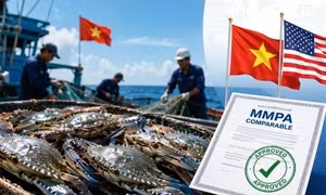 Tin vui với ghẹ Việt Nam xuất Mỹ