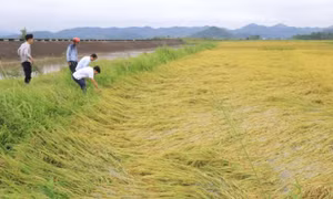 Dông lốc quật đổ khoảng 1.500ha lúa cận ngày gặt ở Nghệ An