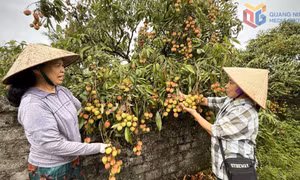 Yên Tử bội thu vải chín sớm