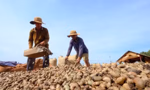 Hạt điều Việt Nam có mặt tại 112 quốc gia và vùng lãnh thổ