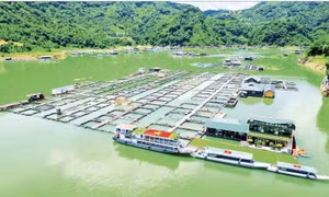 Động lực mới cho tăng trưởng ngành thủy sản