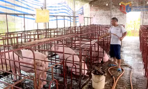 Không chủ quan với dịch tả lợn châu Phi