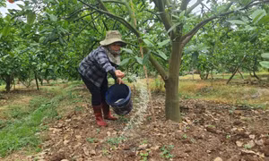 Gắn sản xuất nông nghiệp với bảo vệ môi trường