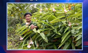 Theo dòng thời sự ngày 16/5/2026: Quảng Ninh tìm hướng trở thành trung tâm dược liệu vùng Đông Bắc