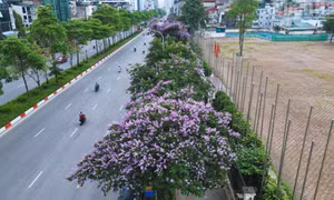 Hà Nội: Hoa bằng lăng phủ tím phố phường