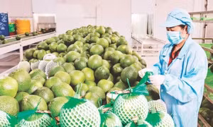 Lực đẩy mới cho ngành rau quả