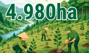 4.980 ha - là diện tích rừng tập trung mà toàn tỉnh đã trồng mới trong 4 tháng đầu năm nay