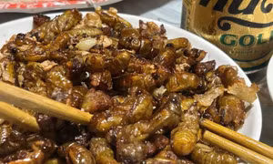 Bắt ve sầu chiên ăn, hàng loạt người ngộ độc