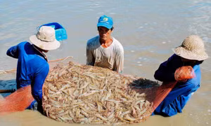 Ngành thủy sản chủ động thích ứng biến đổi khí hậu